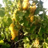 انگور کشمش درجه یک
