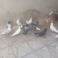 کبوتر یکجا فروشی