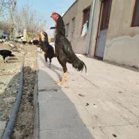جوجهای اوشامو