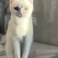 گربه اسکاتیش