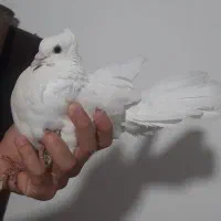 کبوتر دم‌چتری سفید اصیل و سالم