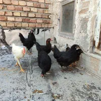 کند جوجسی