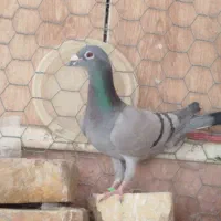 کبوتر ماده