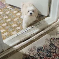 توله سگ شیتزو