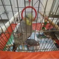 عروس هلندی نر سخن گو شیطون و بازیگوش