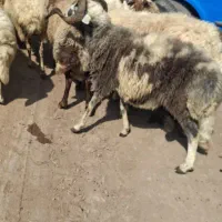 نر داشتی جوان برا نسل کشی