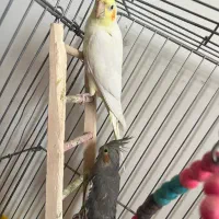 عروس هلندی