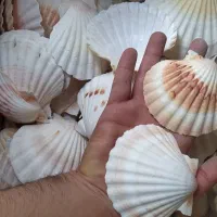 صدف گوش ماهی دریم کچر شیشه گیفت صدفی
