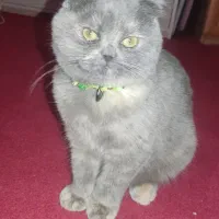 بچه گربه چهار ماهه اسکاتیش فولد