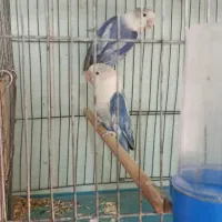کوتوله برزیلی نژاد دور چشم سفید