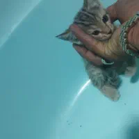 واگزاری بچه گربه خونگی