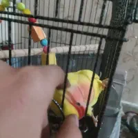 طوطی برزیلی فول دستی رام باهوش