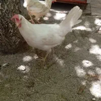 مرغ‌هلندی