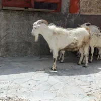 بز نر اصل سانن