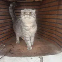 اسکاتیش ماده