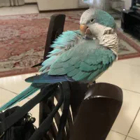 طوطی راهب نر بلو اسکای سخنگو