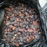 ظایعات‌خرما‌فروشی‌
