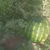 از سرزمین ارسال به شهرستانها