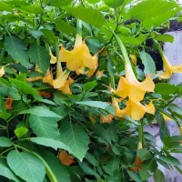 سیم کارت همراه اول