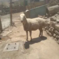 ورن
