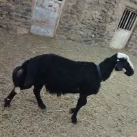 فروش قوچ