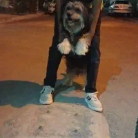 سگ شیدزو