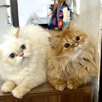 گربه