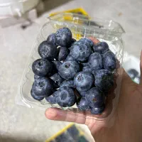 میوه بلوبری عمده و خرده
