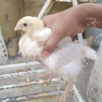 جوجه گوشتی