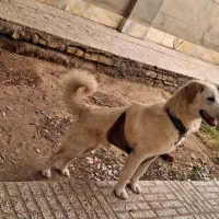 سگ  نر