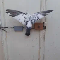 یه سوسکی خال قدیم
