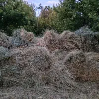 فروش علف تازه چیده شده فوری