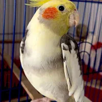 عروس هلندی