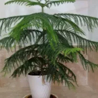 گل طبیعی کاج، قد 50 گلدان سرامیک،