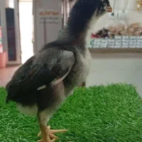 جوجه لاری نسل دار