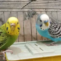 مرغ عشق