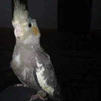 نقاشی|تابلو، نقاشی، عکس|جوانرود, |دیوار