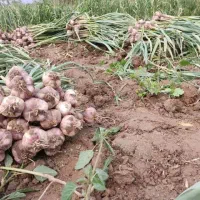 فروش سیر محلی درشت وباکیفیت