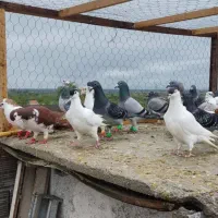 کبوتر کاشمر