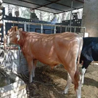گاو یا گوساله نر 3عدد
