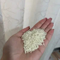 برنج طارم محلی