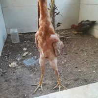مرغ و خروس لاری