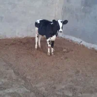 یک عدد گوساله ماده پنج ماه