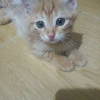گربه ملوس
