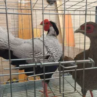 مرغ و خروس زینتی