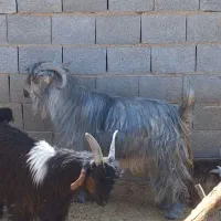 دبر نر بز