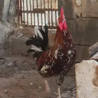 مرغ و خروس محلی اصل