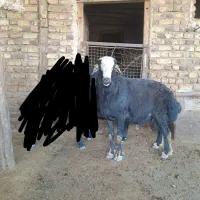 قوچ