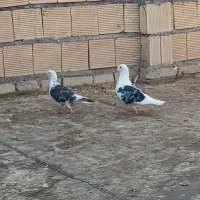 نرو ماده دوکت پلاکی  شوش دانیال