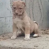 واگذاری جفت سرابی